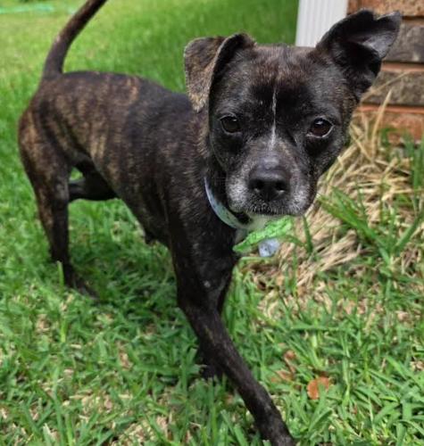Pixie, Adoptable, Adult Female Boston Terrier & Mixed Breed.