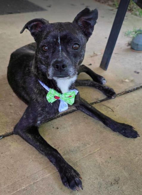 Pixie, a Adoptable mixed breed in North Richland Hills, TX image 2/3