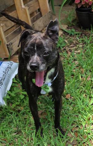 Pixie, a Adoptable mixed breed in North Richland Hills, TX image 3/3
