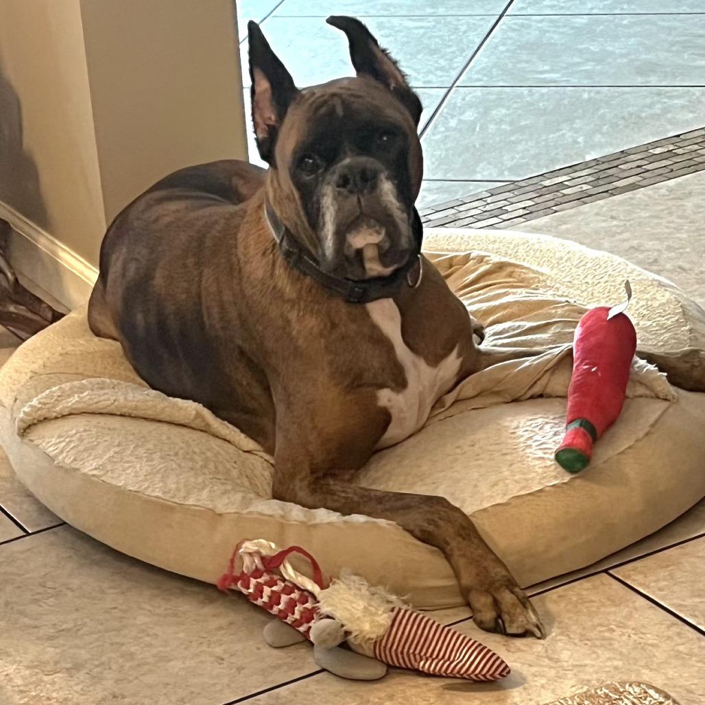 Jackson, a Adoptable Boxer in Tallahassee, FL image 1/6