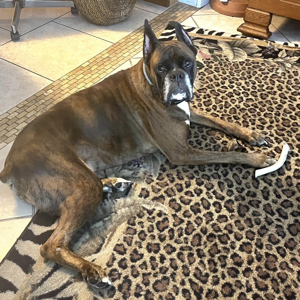 Jackson, a Adoptable Boxer in Tallahassee, FL image 2/6