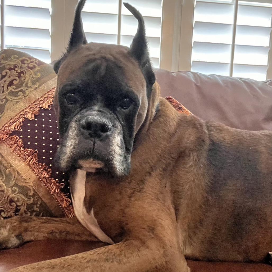 Jackson, a Adoptable Boxer in Tallahassee, FL image 3/6