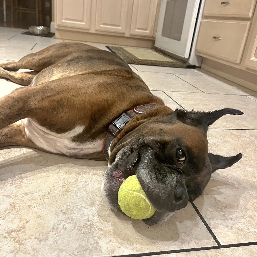 Jackson, a Adoptable Boxer in Tallahassee, FL image 4/6