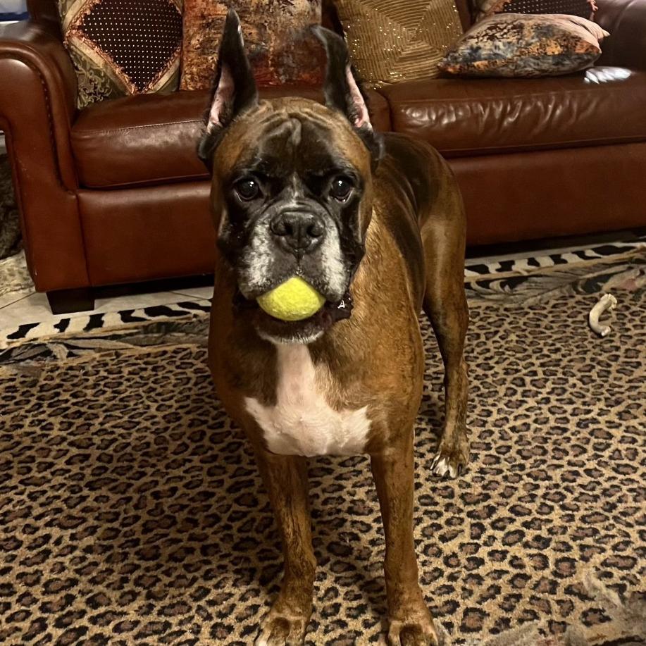 Jackson, a Adoptable Boxer in Tallahassee, FL image 5/6