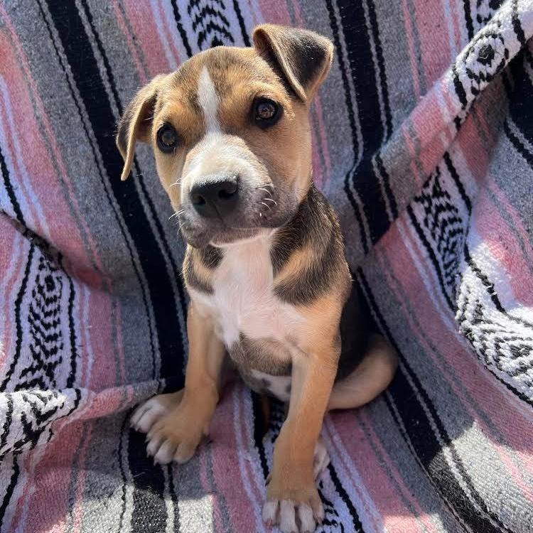 Laudna, Adopted, Puppy Female Pit Bull Terrier.