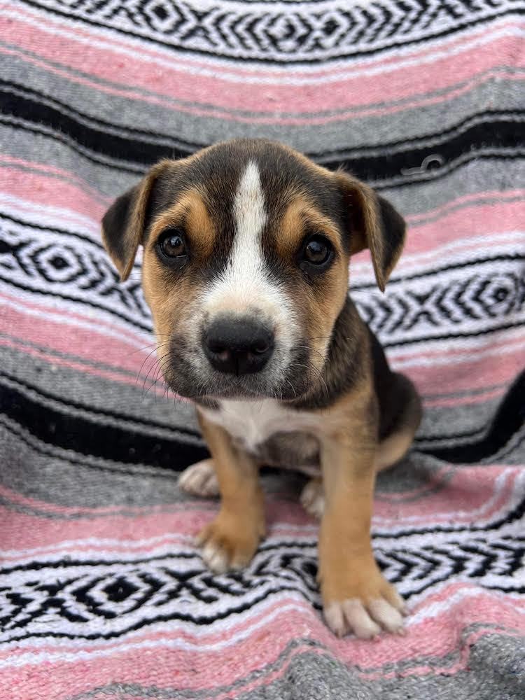 Enlarge Laudna, a Adopted mixed breed in MURRIETA, CA image 3/3