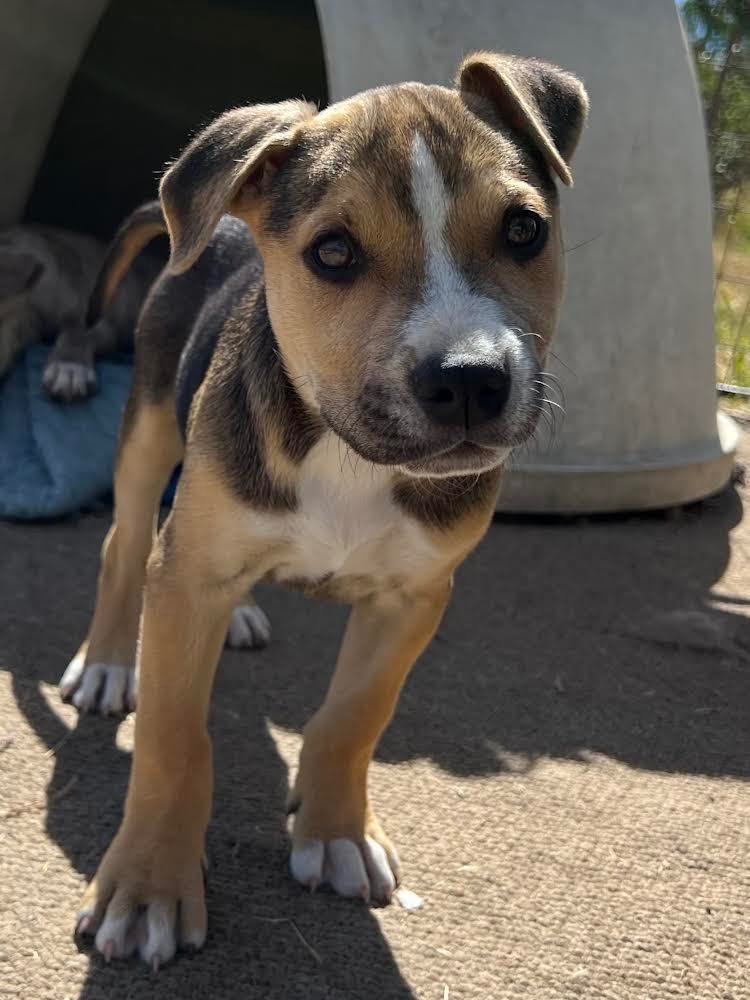 Enlarge Laudna, a Adopted mixed breed in MURRIETA, CA image 2/3