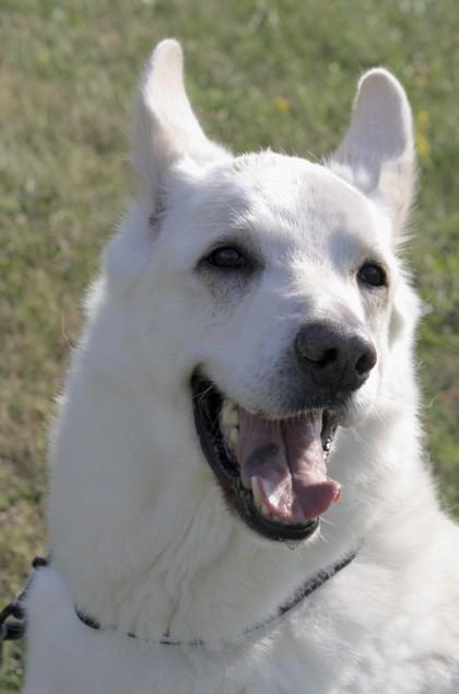 Otis, an adoptable German Shepherd Dog in Whitby, ON, L1N 0H9 | Photo Image 3