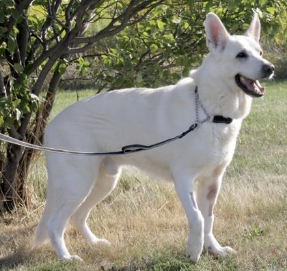 Otis, an adoptable German Shepherd Dog in Whitby, ON, L1N 0H9 | Photo Image 1
