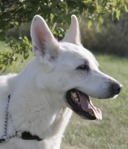 Otis, an adoptable German Shepherd Dog in Whitby, ON, L1N 0H9 | Photo Image 2