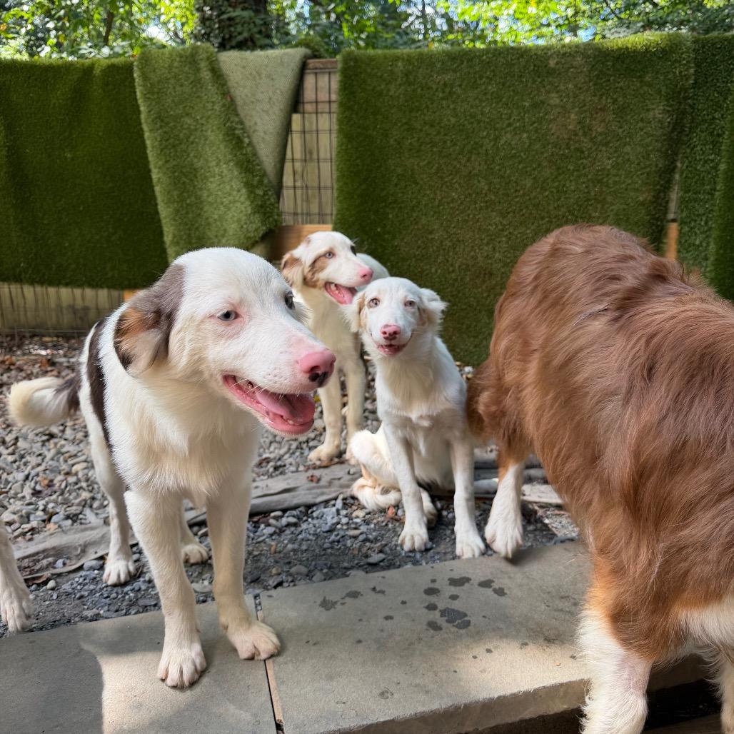 Enlarge Trusty, a Adoptable Australian Shepherd in West Chester, PA image 1/6