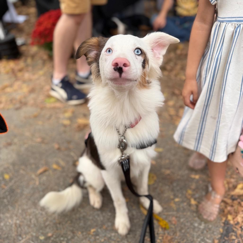 Enlarge Trusty, a Adoptable Australian Shepherd in West Chester, PA image 2/6