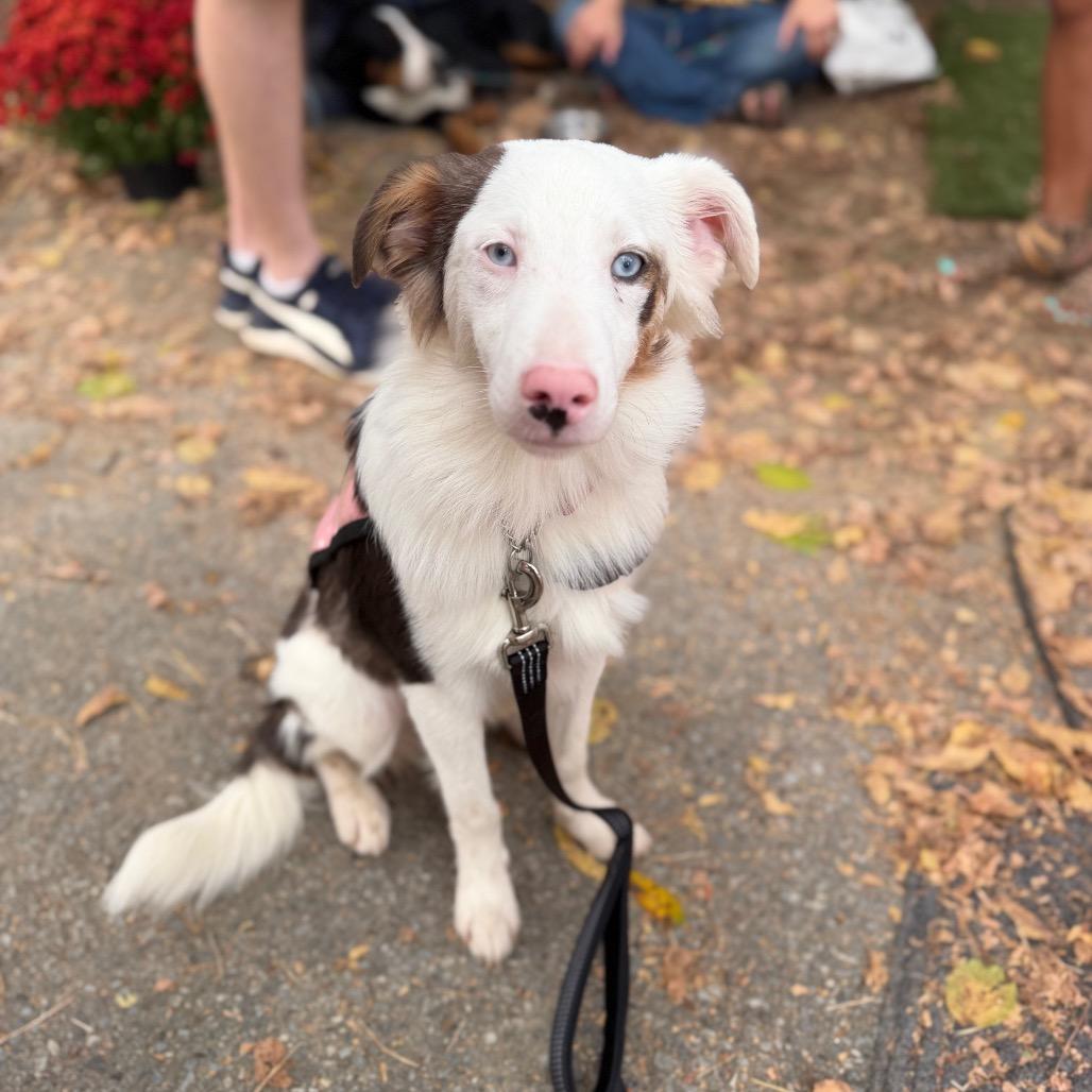 Enlarge Trusty, a Adoptable Australian Shepherd in West Chester, PA image 3/6