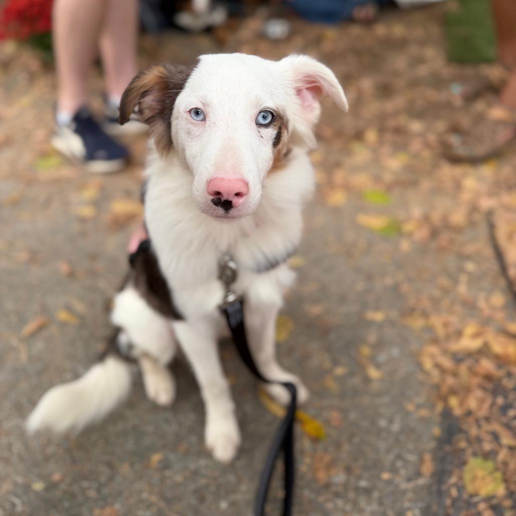 Enlarge Trusty, a Adoptable Australian Shepherd in West Chester, PA image 4/6