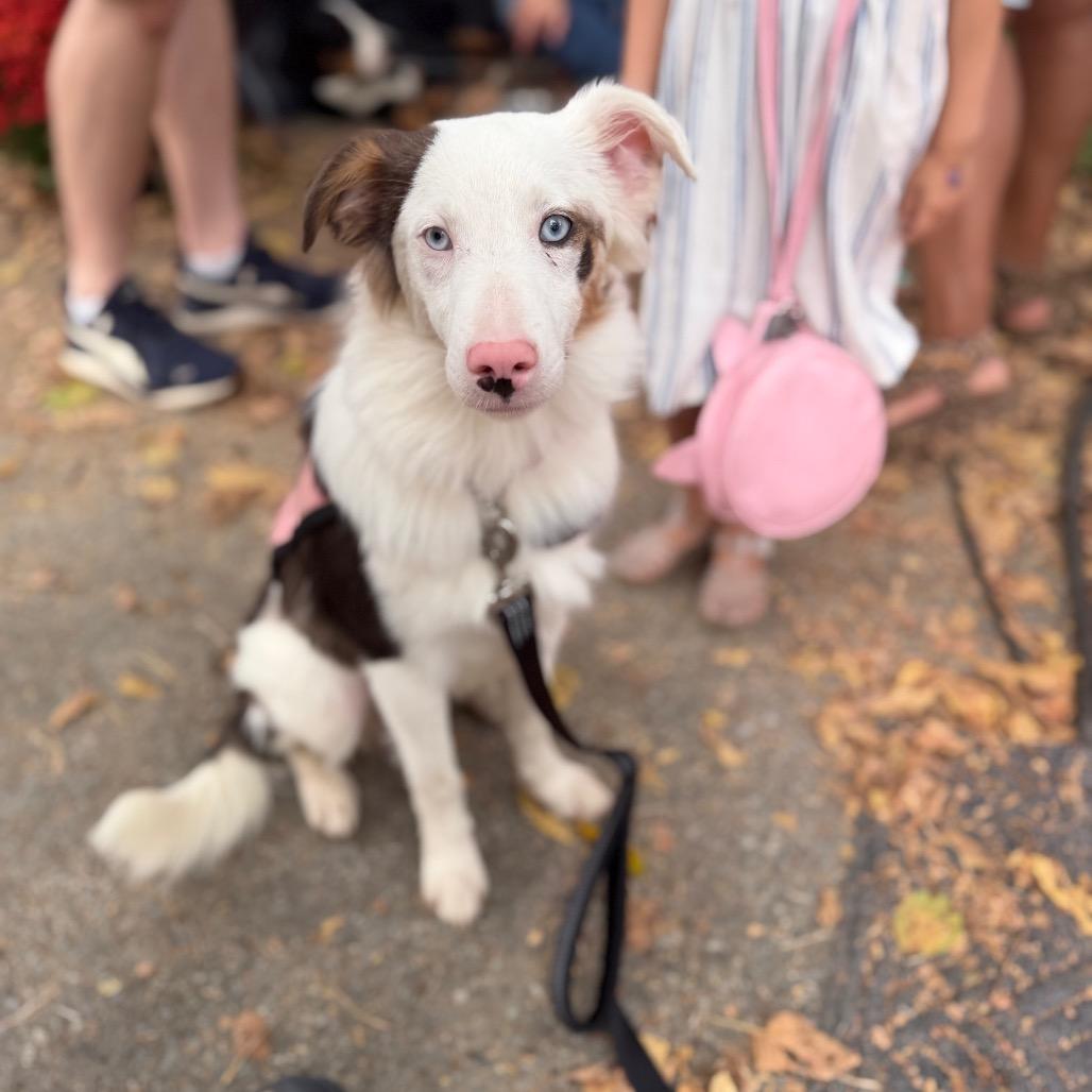 Enlarge Trusty, a Adoptable Australian Shepherd in West Chester, PA image 5/6