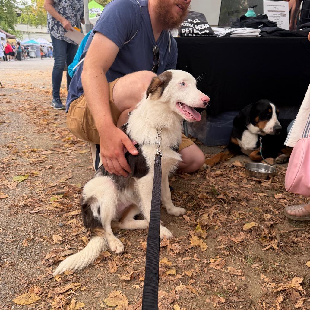 Enlarge Trusty, a Adoptable Australian Shepherd in West Chester, PA image 6/6