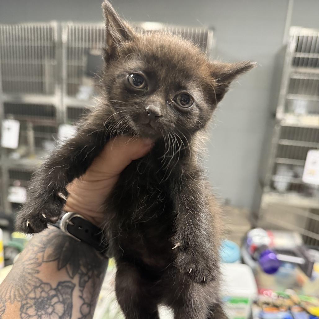 Huckleberry, Adoptable, Kitten Male Domestic Short Hair.