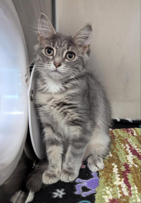 Arwen, Adopted, Young Female Tabby.