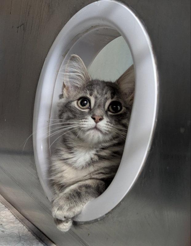 Enlarge Arwen, a Adopted Tabby in Ocala, FL image 2/3