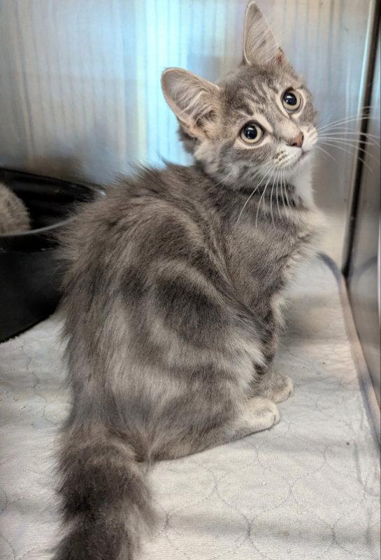 Enlarge Arwen, a Adopted Tabby in Ocala, FL image 3/3