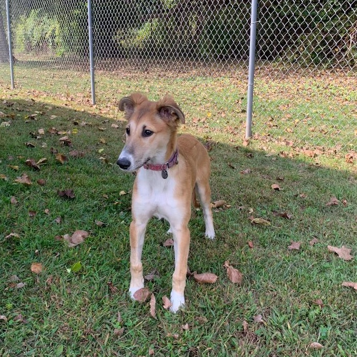 Summer, an adoptable Greyhound, Borzoi in New Milford, CT, 06776 | Photo Image 1