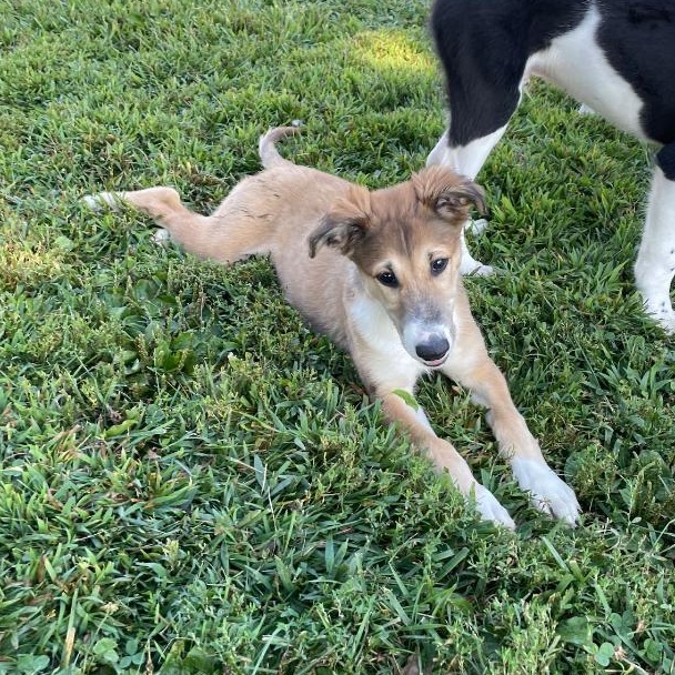 Summer, an adoptable Greyhound, Borzoi in New Milford, CT, 06776 | Photo Image 1
