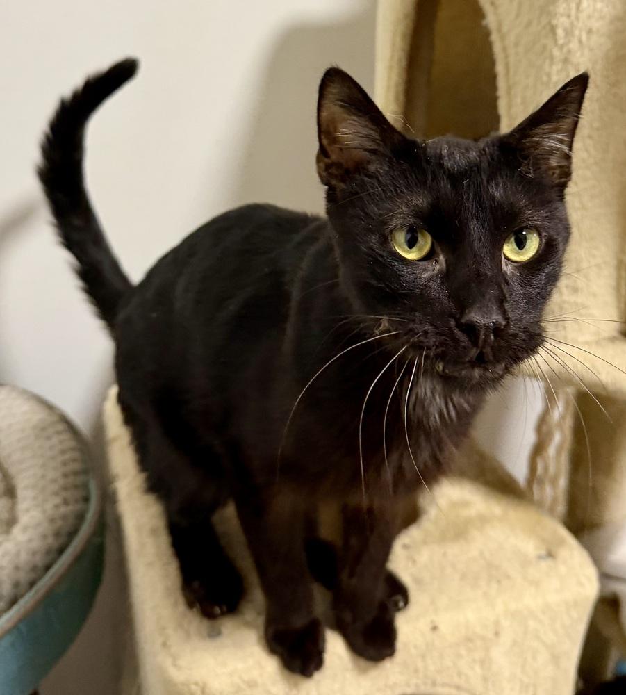 Apawllo — thumbnail 3