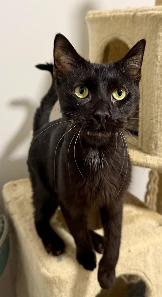 Apawllo — thumbnail 4