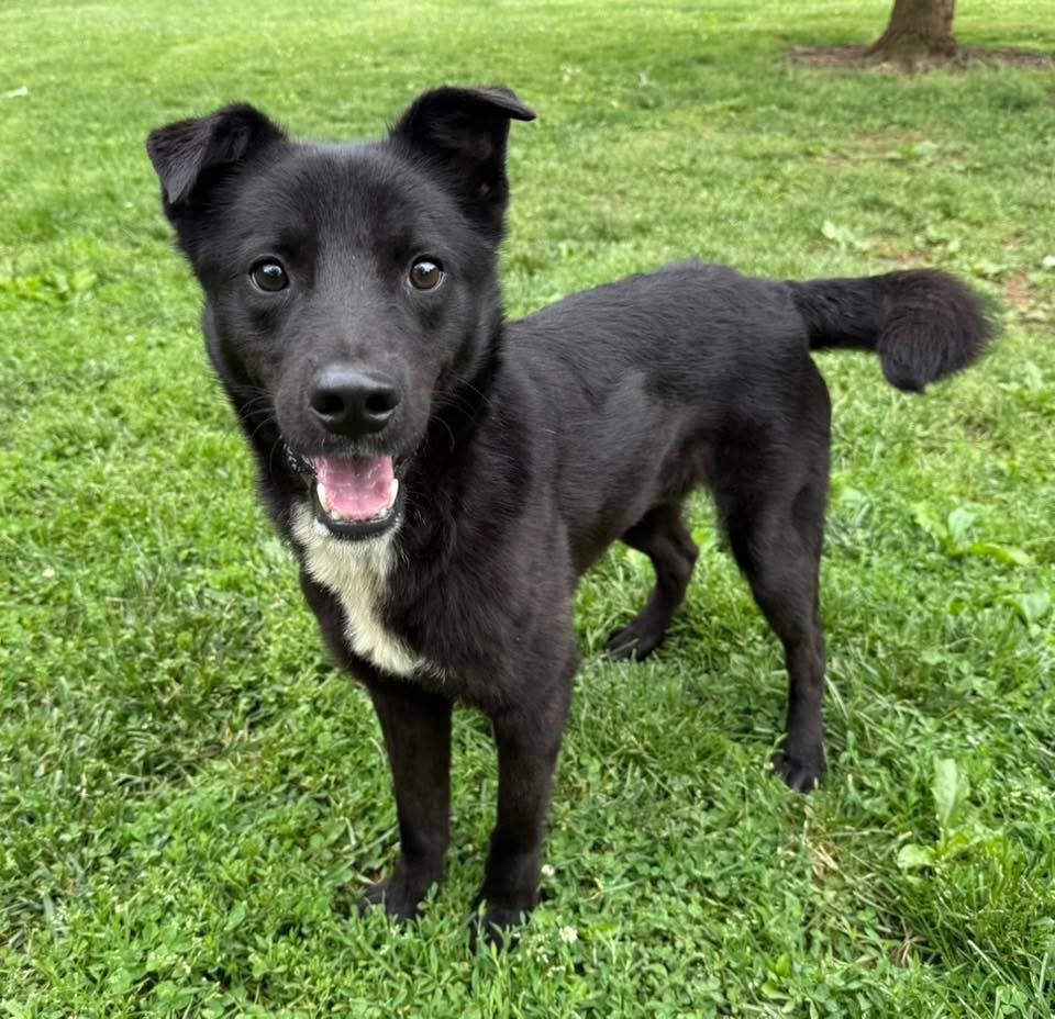 Roo, ADOPTABLE, Young Male Shepherd.