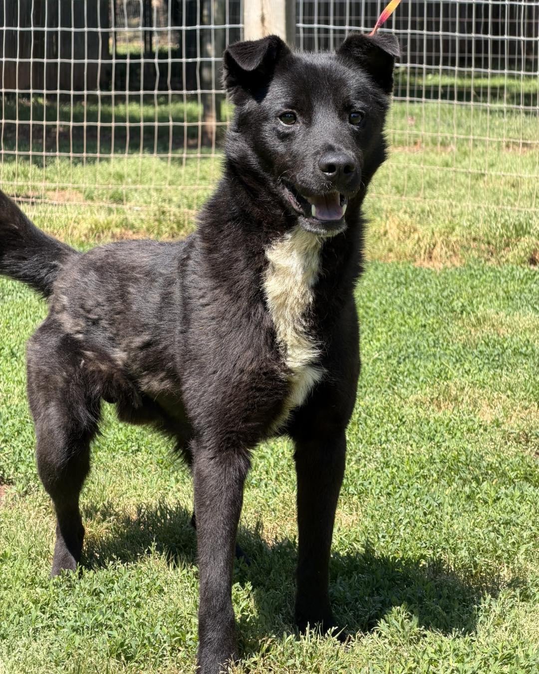 Enlarge Roo, a ADOPTABLE mixed breed in Catlett, VA image 2/3