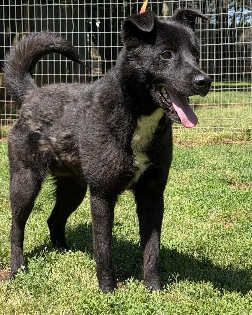 Enlarge Roo, a ADOPTABLE mixed breed in Catlett, VA image 3/3