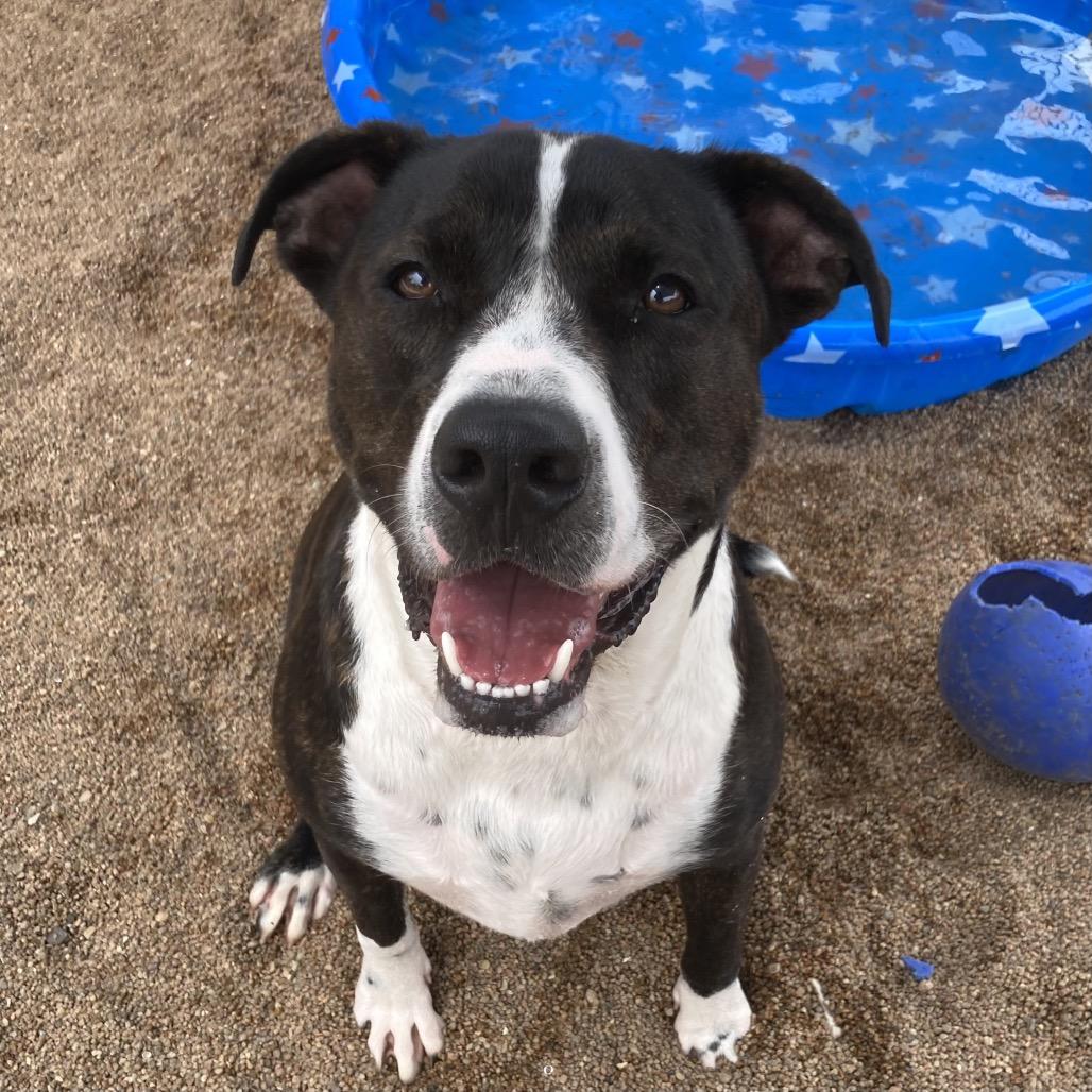 Chubs, Adoptable, Young Male Mixed Breed.