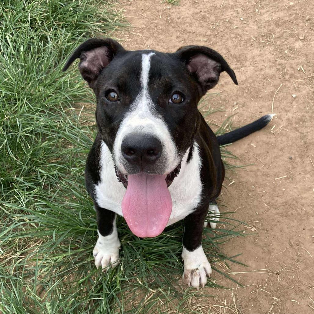 Enlarge Chubs, a Adoptable Mixed Breed in Sand Springs, OK image 2/6