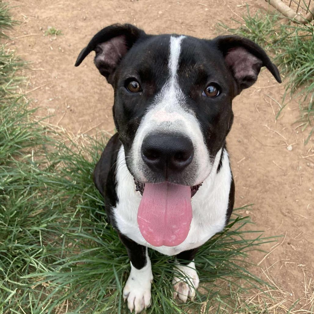 Enlarge Chubs, a Adoptable Mixed Breed in Sand Springs, OK image 3/6