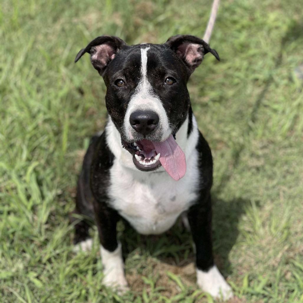 Enlarge Chubs, a Adoptable Mixed Breed in Sand Springs, OK image 4/6