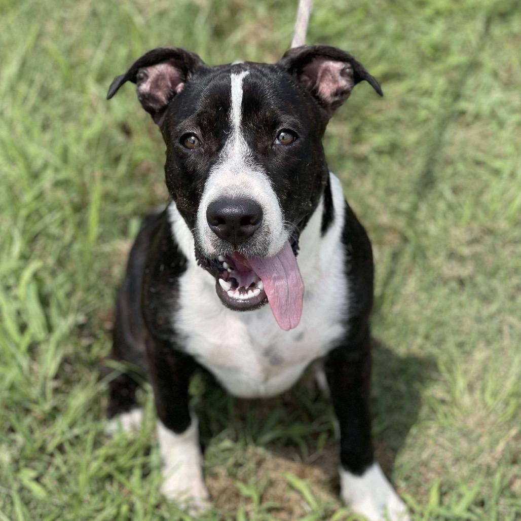 Enlarge Chubs, a Adoptable Mixed Breed in Sand Springs, OK image 5/6