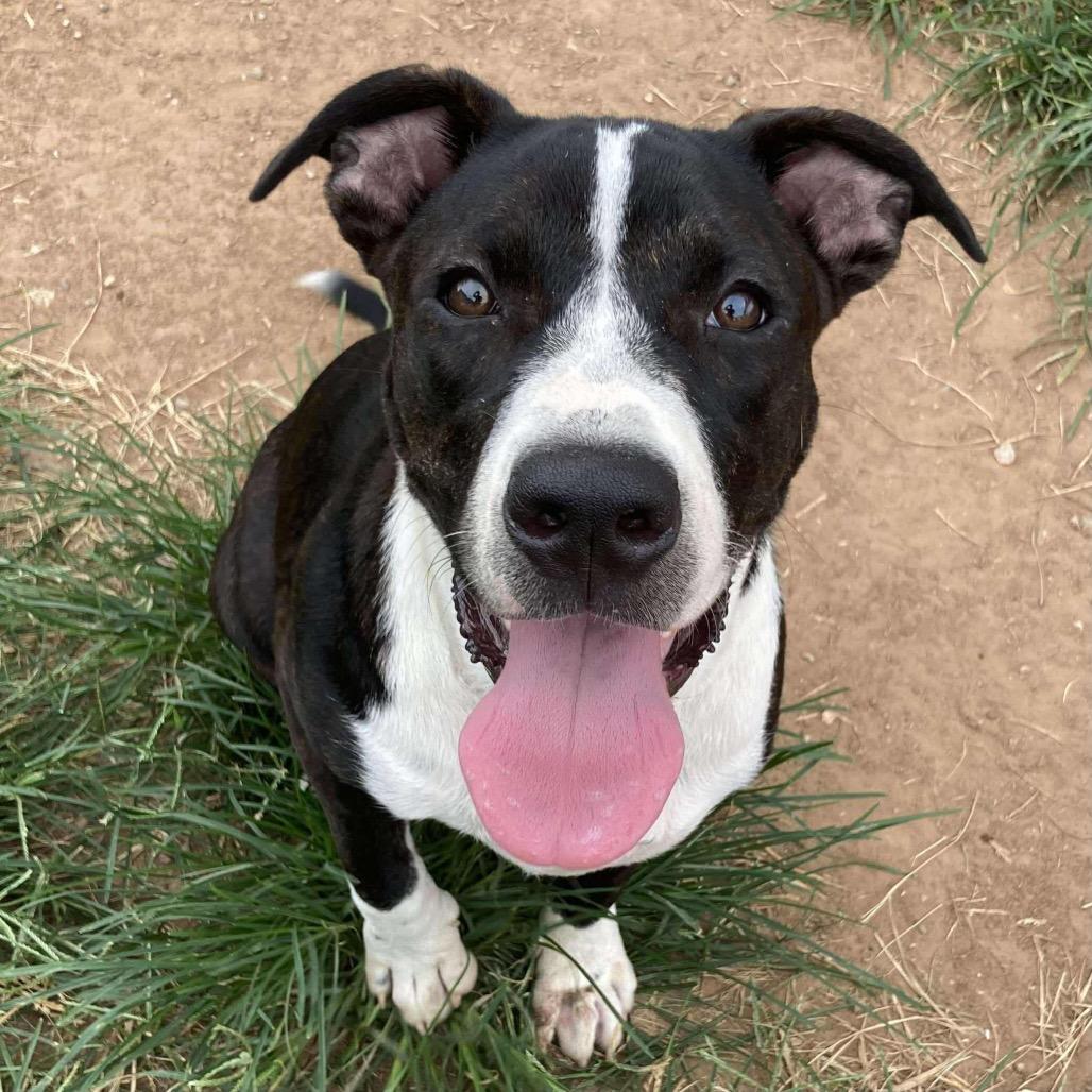 Enlarge Chubs, a Adoptable Mixed Breed in Sand Springs, OK image 6/6