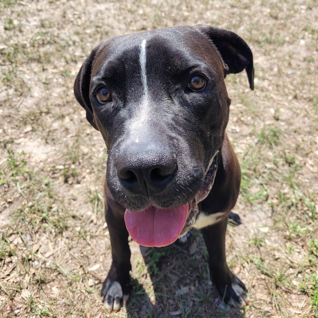 Happy, Adoptable, Adult Male Mixed Breed.