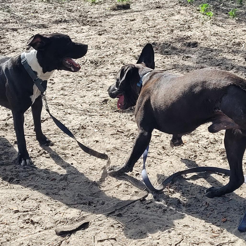 Enlarge Happy, a Adoptable Mixed Breed in Lake Panasoffkee, FL image 3/6