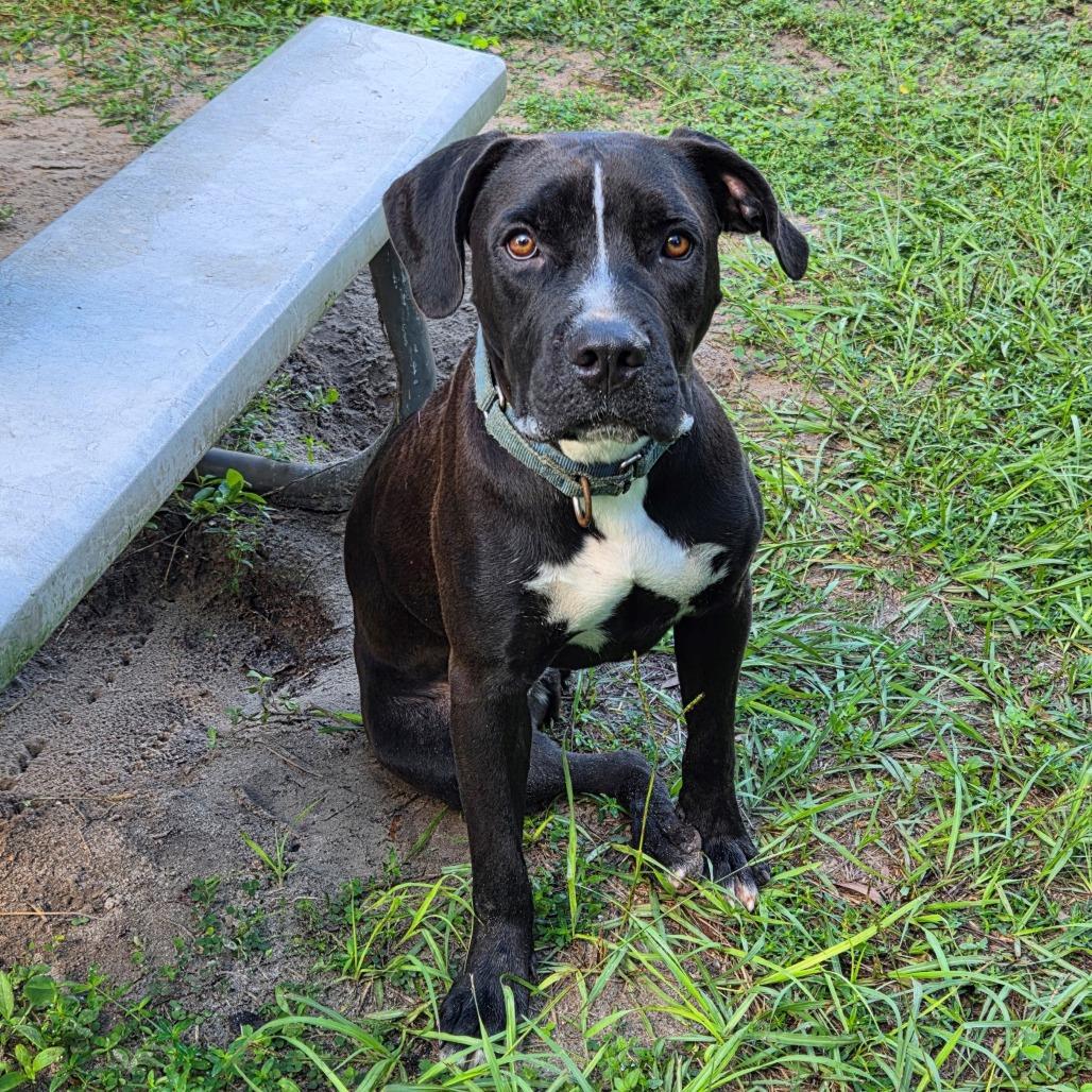 Enlarge Happy, a Adoptable Mixed Breed in Lake Panasoffkee, FL image 3/6