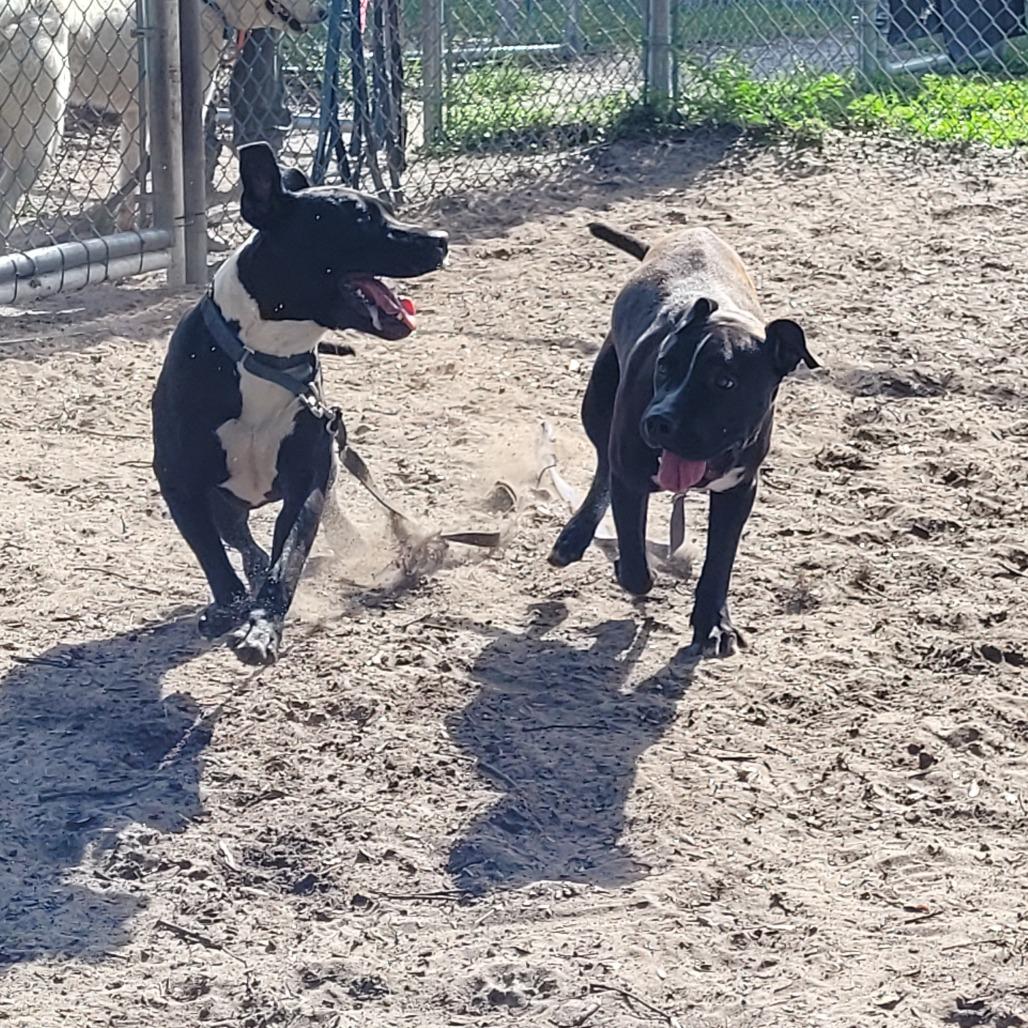 Enlarge Happy, a Adoptable Mixed Breed in Lake Panasoffkee, FL image 4/6
