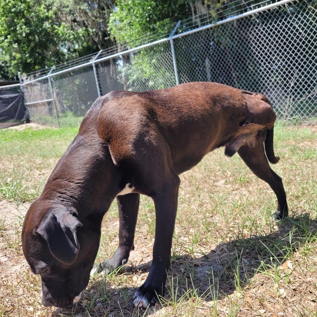 Enlarge Happy, a Adoptable Mixed Breed in Lake Panasoffkee, FL image 5/6