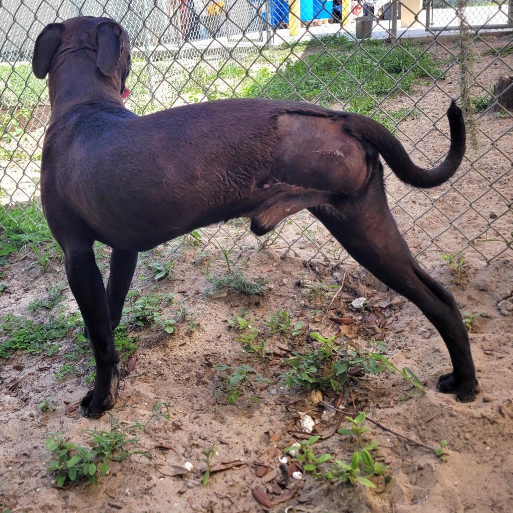 Enlarge Happy, a Adoptable Mixed Breed in Lake Panasoffkee, FL image 6/6