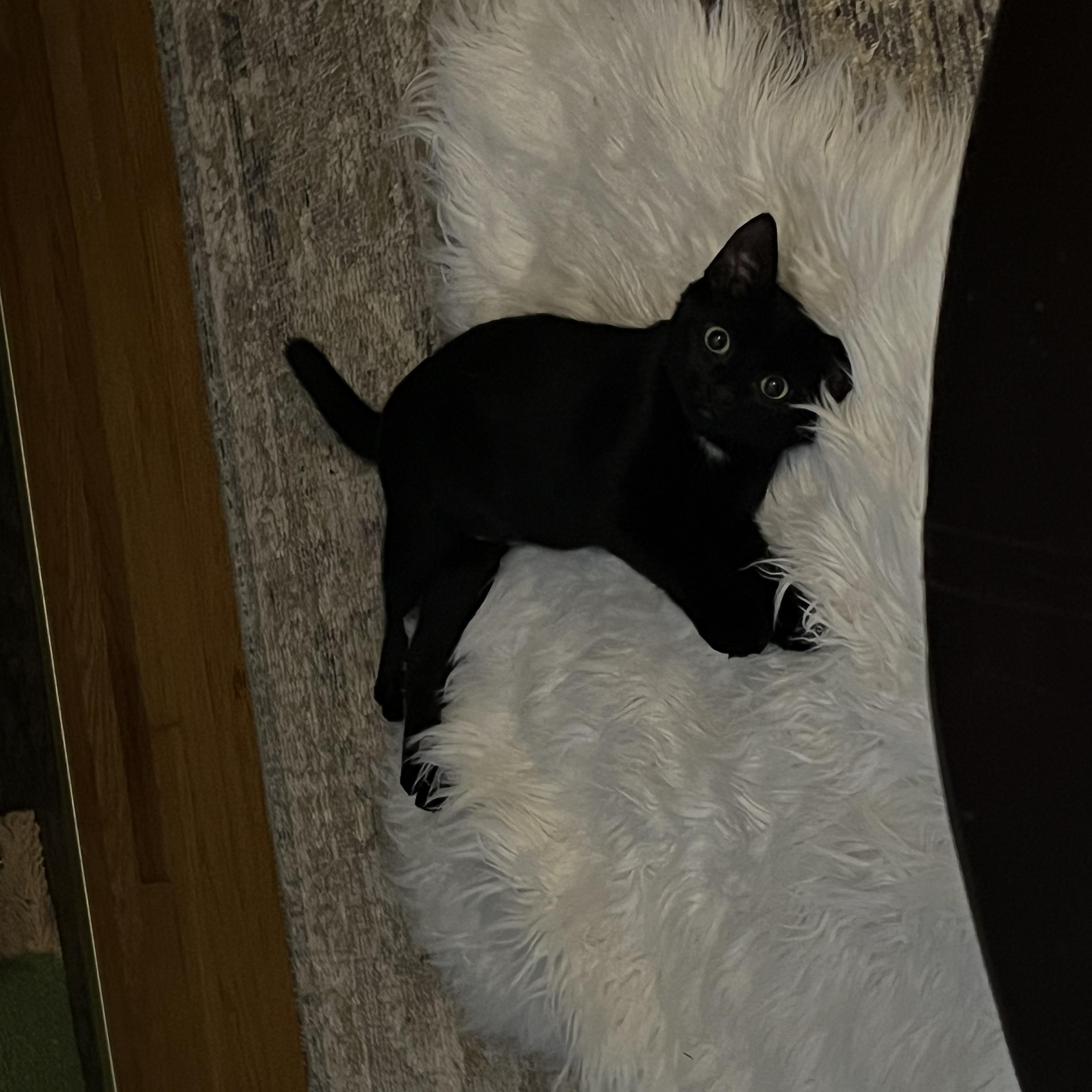 Bobbi, Adoptable, Young Female Domestic Short Hair.