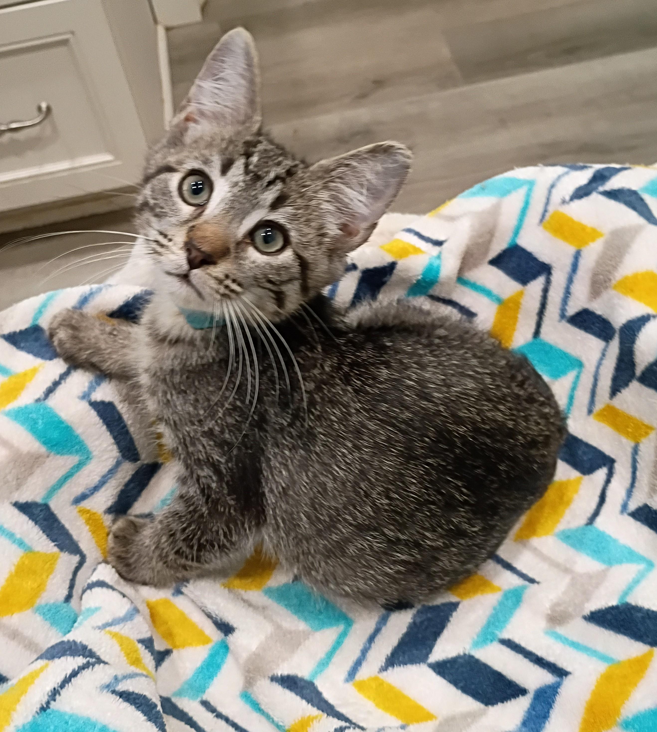 Enlarge Pepsi - super snuggly, a Adoptable Domestic Short Hair in Hendersonville, TN image 1/1