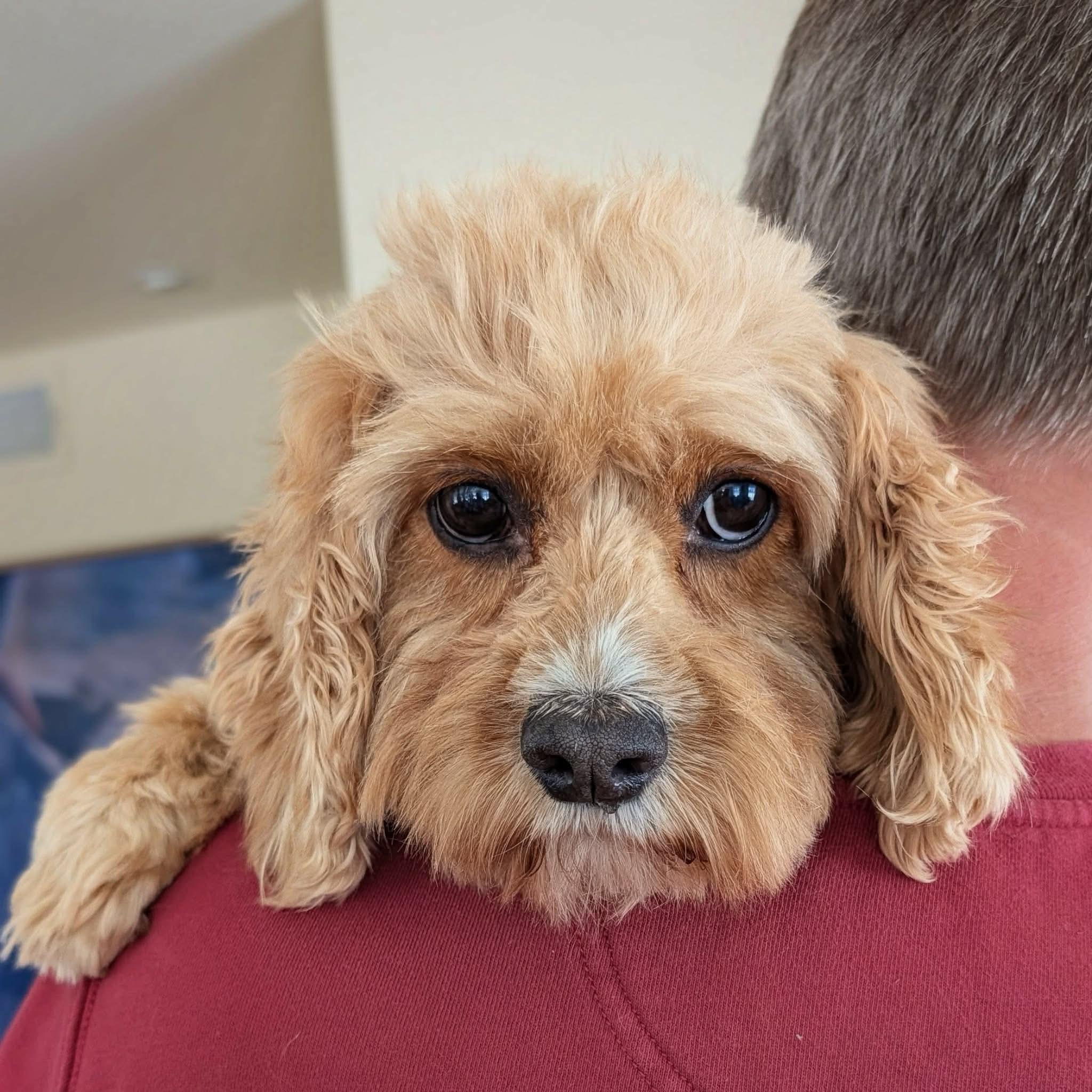 Trisket, a ADOPTABLE mixed breed in Whitewater, WI image 1/5