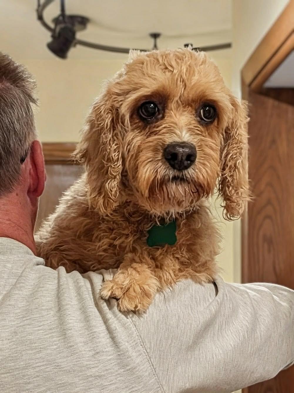 Trisket, a ADOPTABLE mixed breed in Whitewater, WI image 2/5