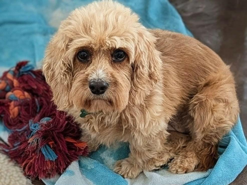 Trisket, a ADOPTABLE mixed breed in Whitewater, WI image 3/5