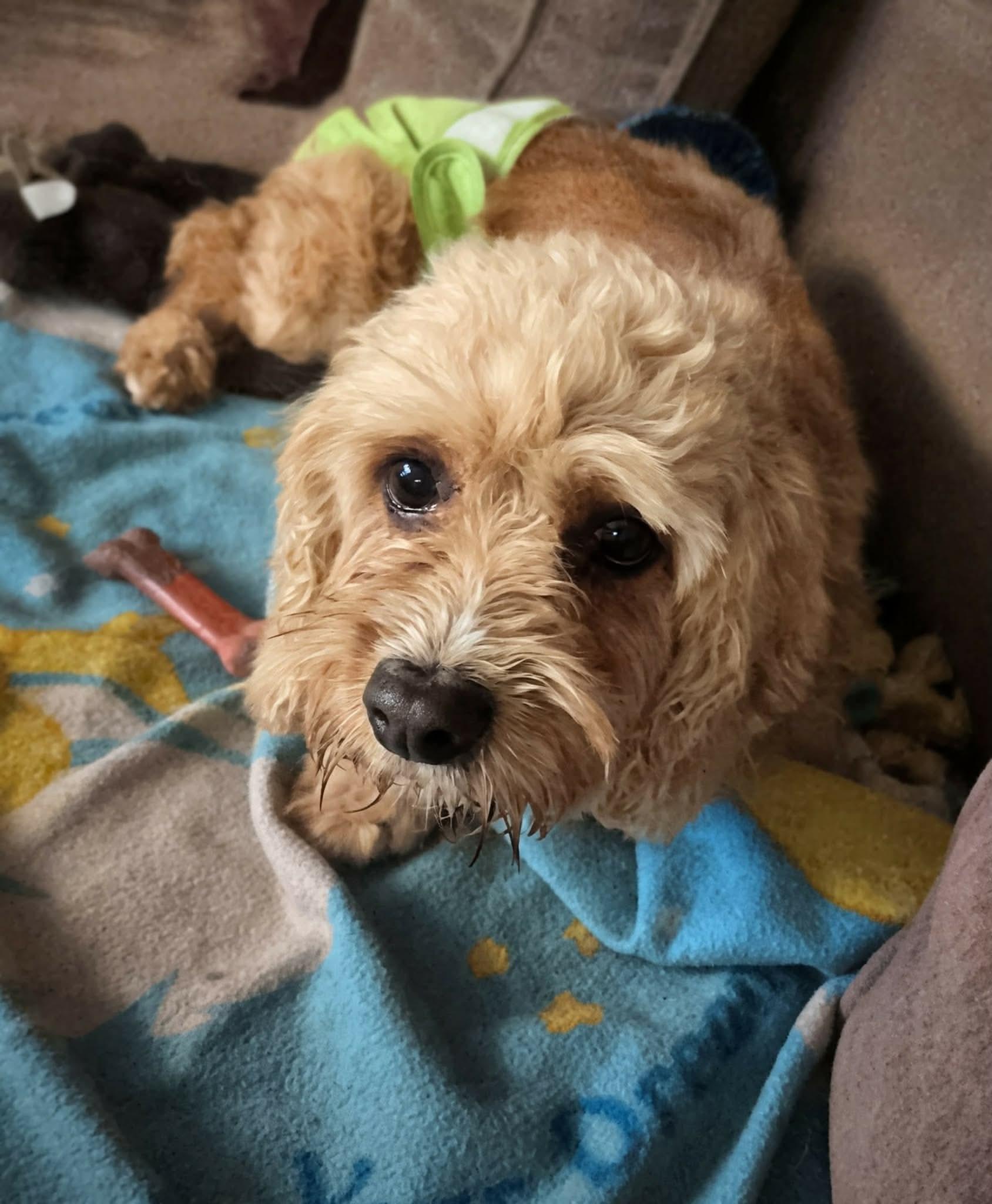 Trisket, a ADOPTABLE mixed breed in Whitewater, WI image 4/5