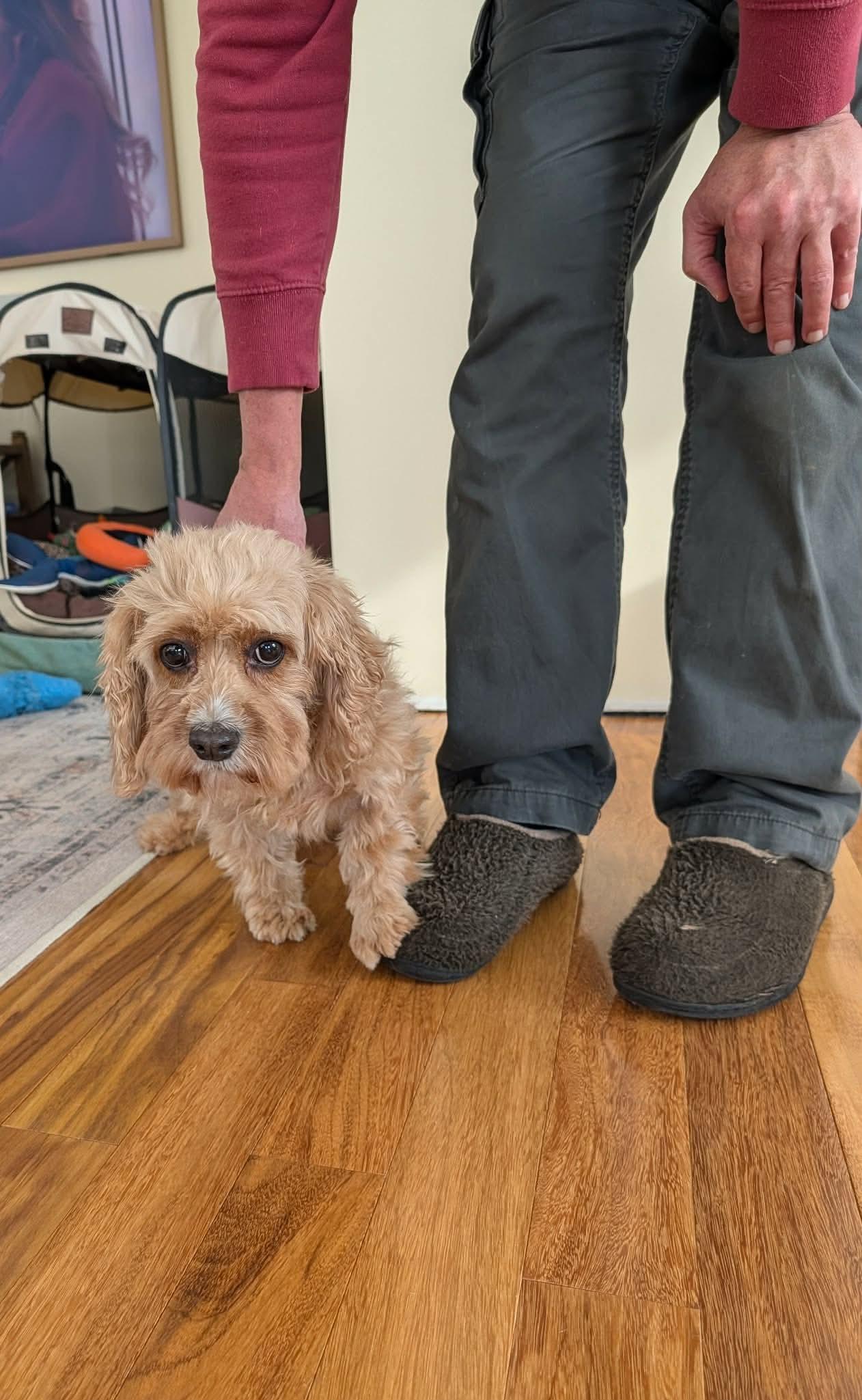 Trisket, a ADOPTABLE mixed breed in Whitewater, WI image 5/5